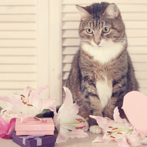 Valentine's Day Cats Flowers