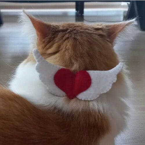 Valentine's Day Cats Heart Collar