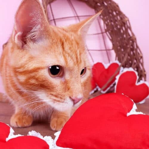 Valentine's Day Cats Basket of Hearts