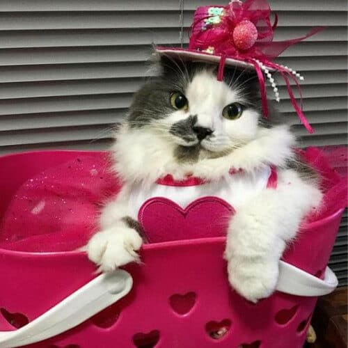 Valentine's Day Cats Pink Hat Party Cat