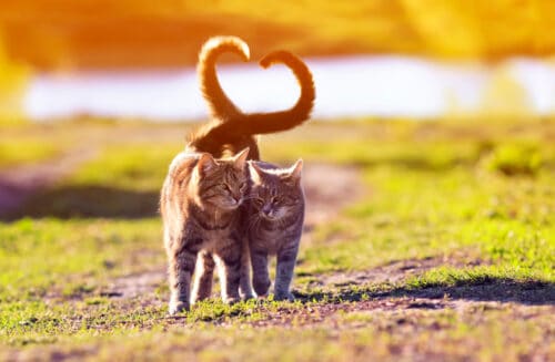 Valentine's Day cats walking together