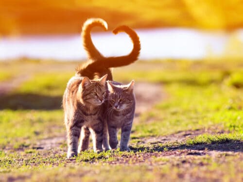 Valentine's Day cats walking together
