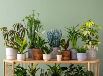 Plant Power: The Magic of Indoor Plant Benefits