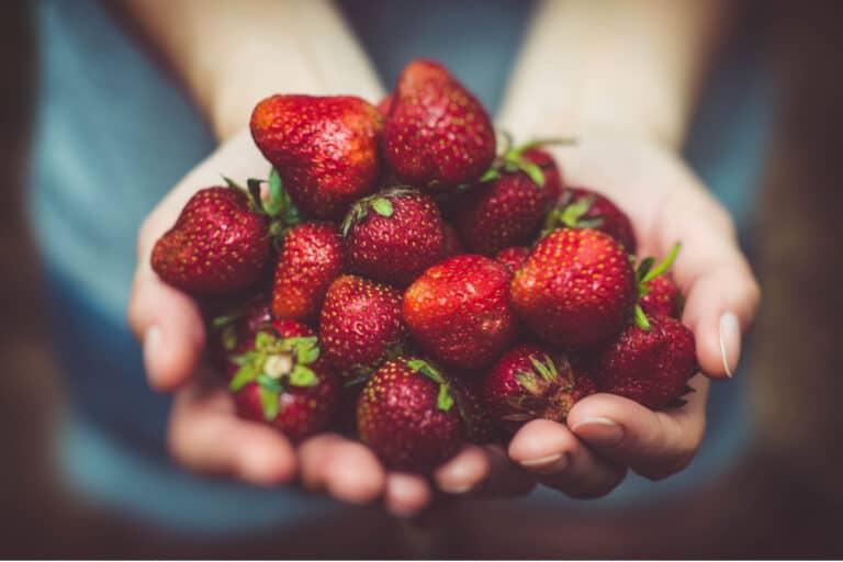 Seasonal Sensations: 18+ Fresh Strawberry Recipes