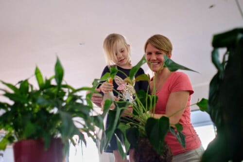 indoor plant benefits