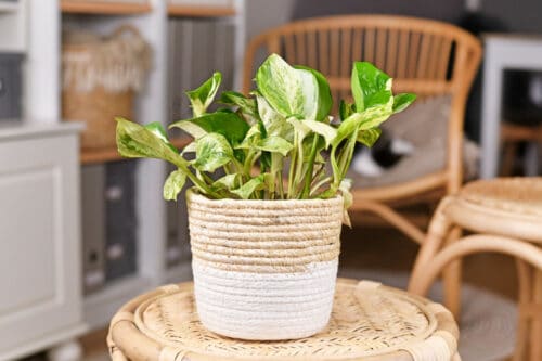 pothos indoor plants benefits