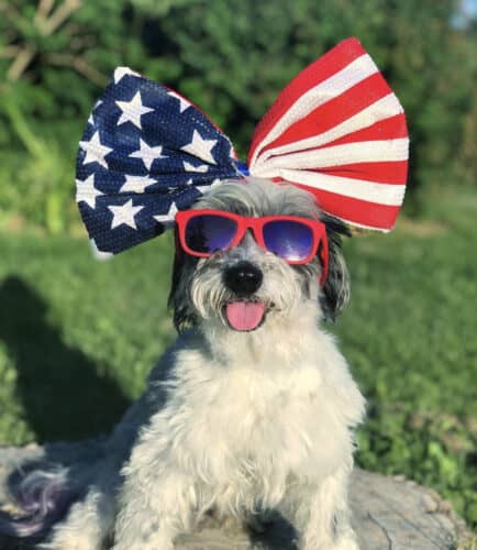 Mila the Havanese patriotic dog