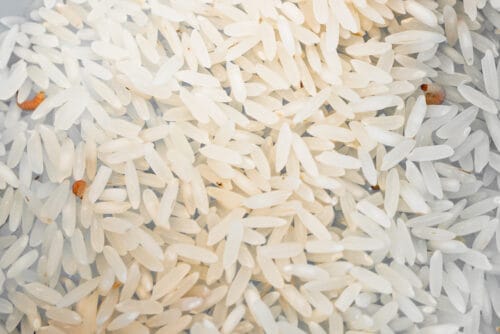 pantry moth larvae in rice